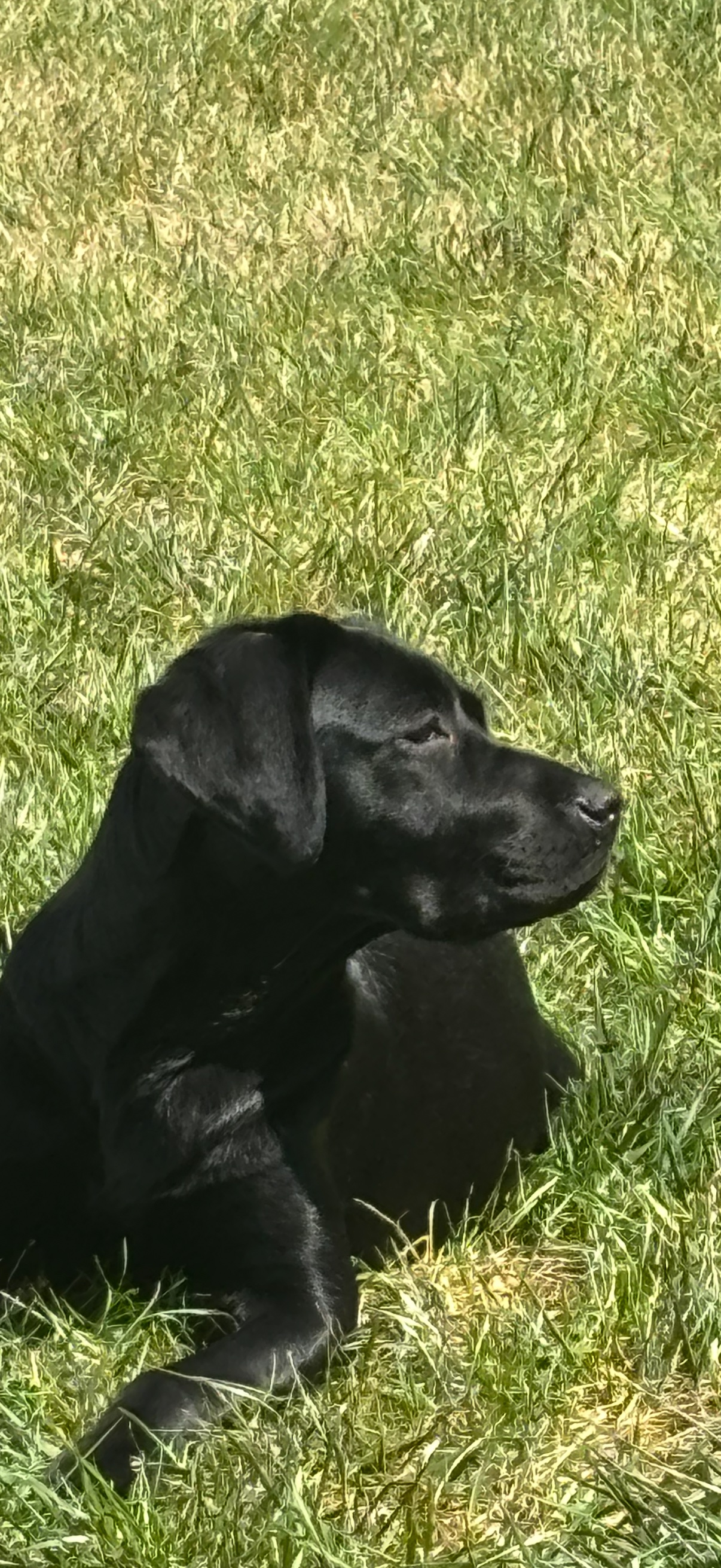 Black Labrador headshot on the grass