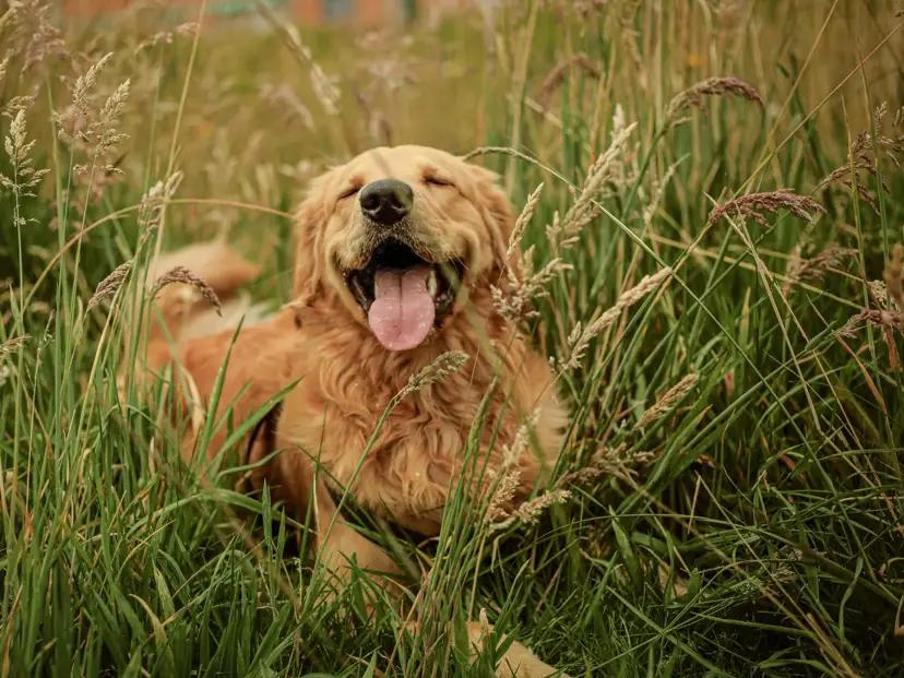 A golden retriever smiling with its tongue out in tall green grass